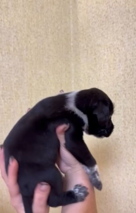 Продам цуценят стаффа