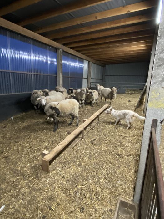 Owce czarnoglowki mieszane