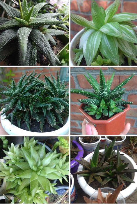 Суккуленты, кактусы.