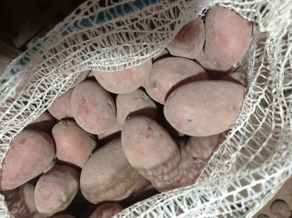 Ziemniaki na pierogi...