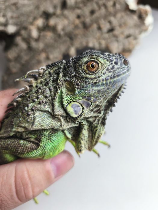 Duża jaszczurka zielona nadrzewna młode gady sklep terrarystyczny