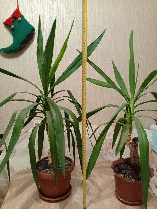 Домашние цветы Юка