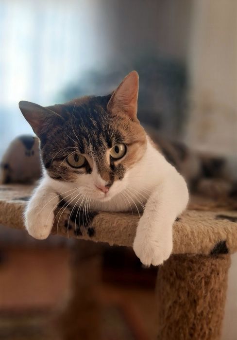 Стерилізована киця, кішка у хороші руки