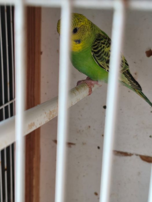 Piriquitos australianos