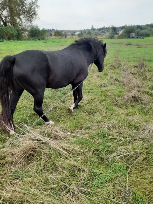 Продам кобилу звиртайтися