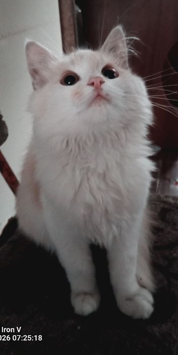 Кошеня Котик віддам