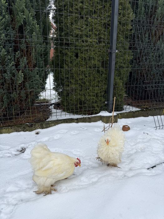 Śliczna Para: Kochin Miniaturowy – Kogut Gładki + Kurka Lokowana