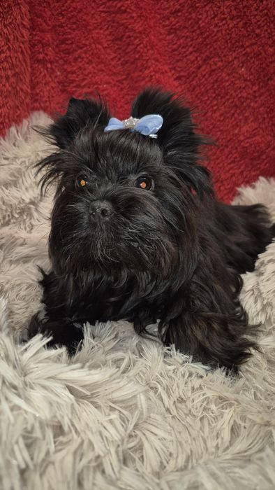 Yorkshire Terrier piesek do odbioru