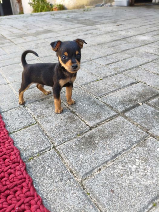 Pinscher miniatura (macho)