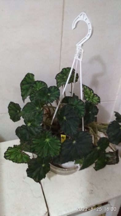 Бегония декоративно-лиственная