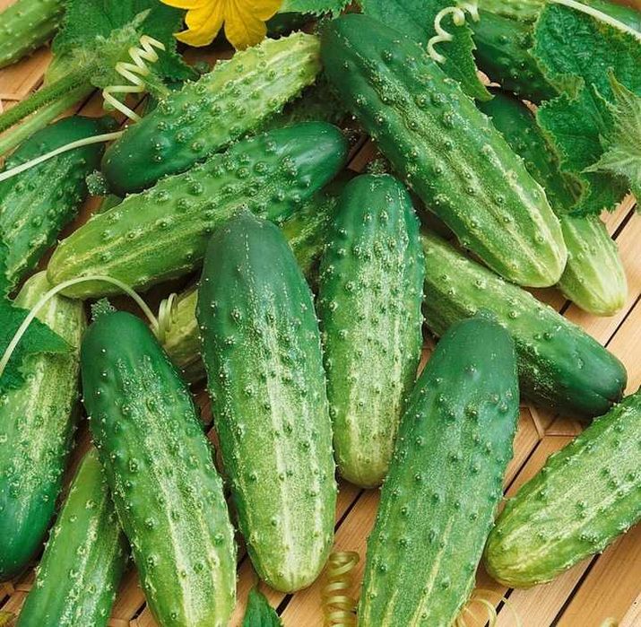 Nasiona Ogórka Octopus 3x5000 -SYNGENTA !