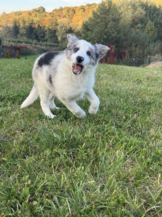 Blue merle samiec Border Collie