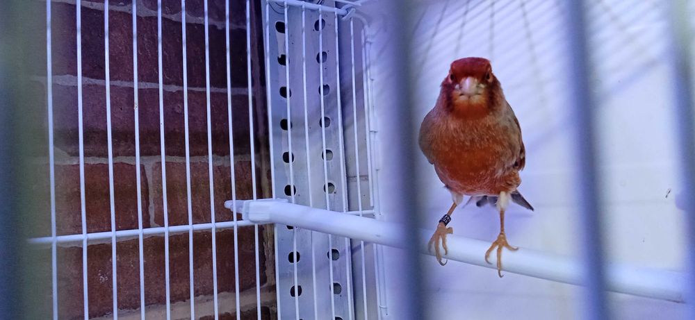 Canario Macho Agata Vermelho Intenso de 2025