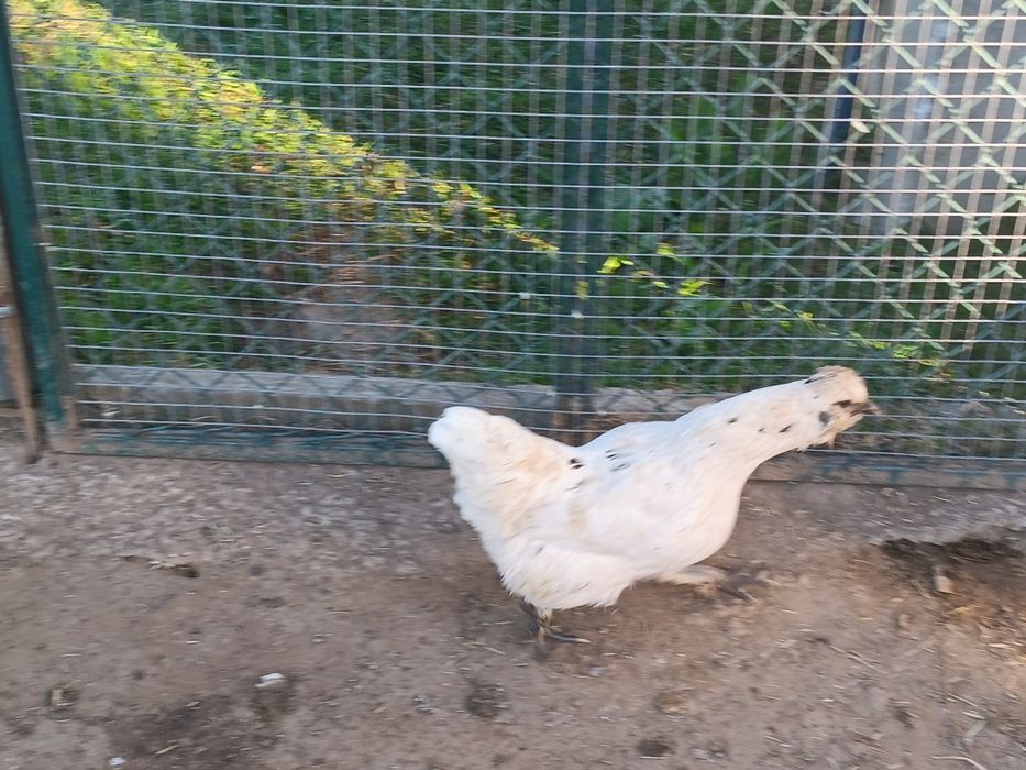 Garnizo  para venda