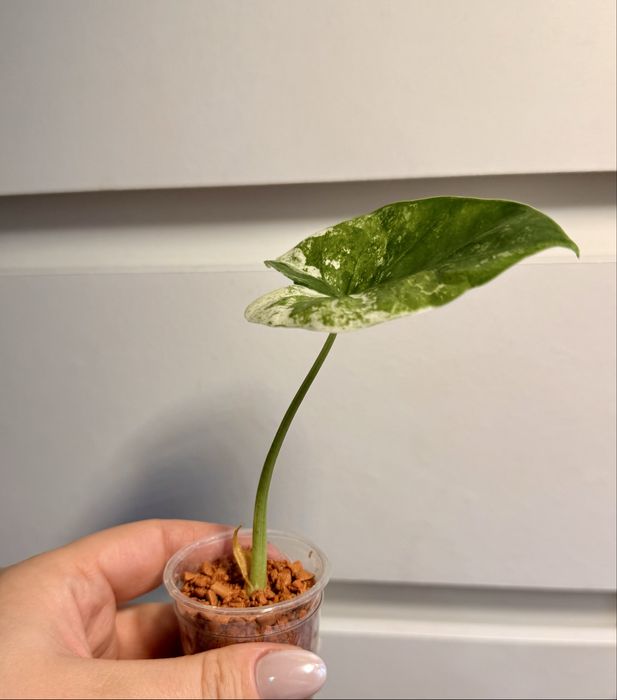 Alokazja macrorhizza splash