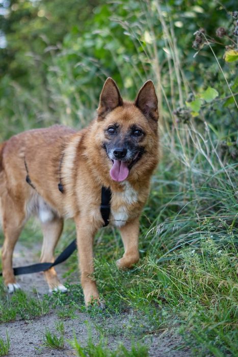 Largo traci wzrok Schronisko Nadzieja Napierki