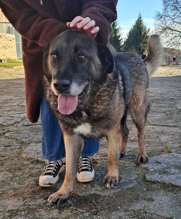 Kaukaz do adopcji
