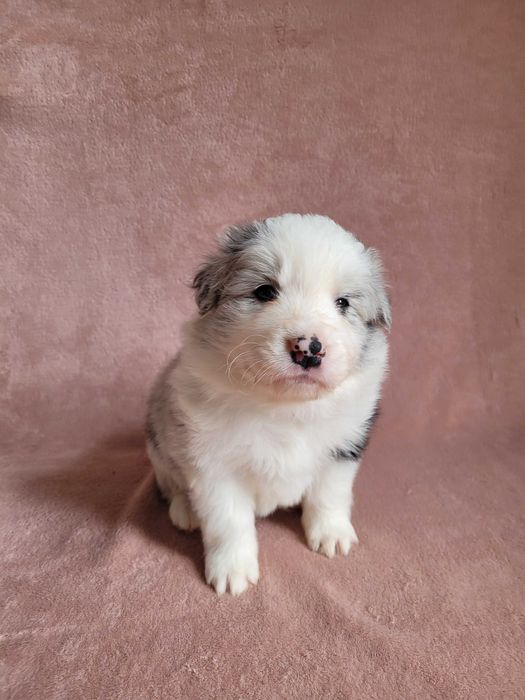 Border collie blue merle ZKwP/ FCI