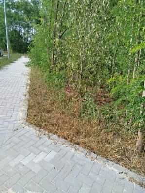 Oddam drzewo drewno za darmo * PILNE * Biała Podlaska