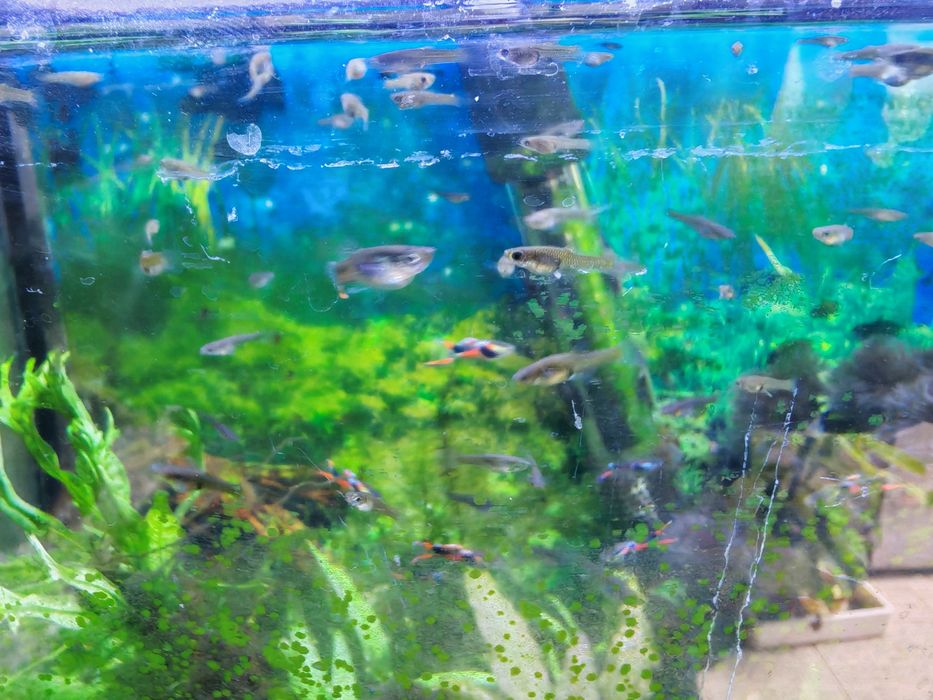 Peixes Guppys endler