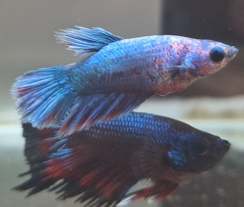 Peixes Betta fêmea prontas a reproduzir 2€