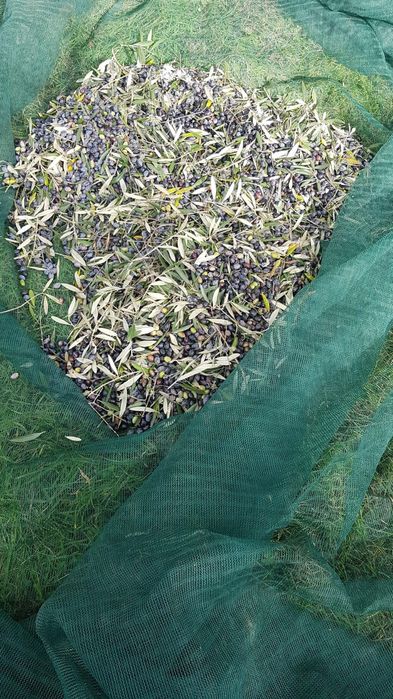 Azeite. Azeite virgem extra prensado a frio.