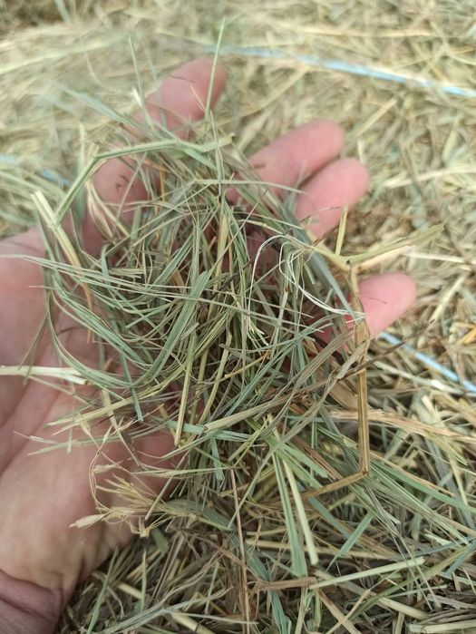 Сіно сено  різнотрав'я для карликових кроликів та маленьких кроленят