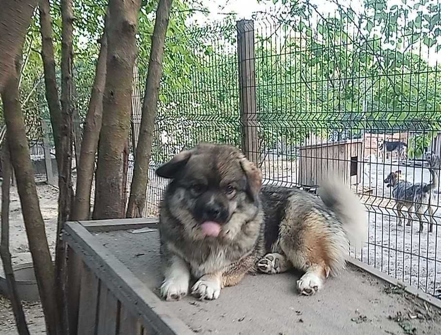 Пушистый мальчик в добрые руки