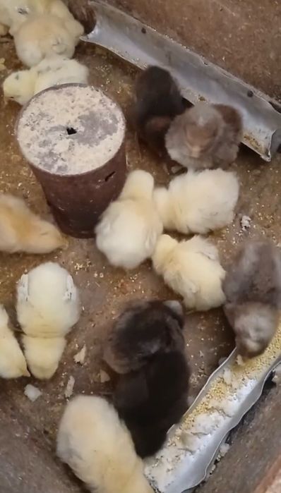 Продам курчат тижневих