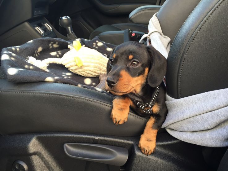 Витончена чорно-підпала красуня