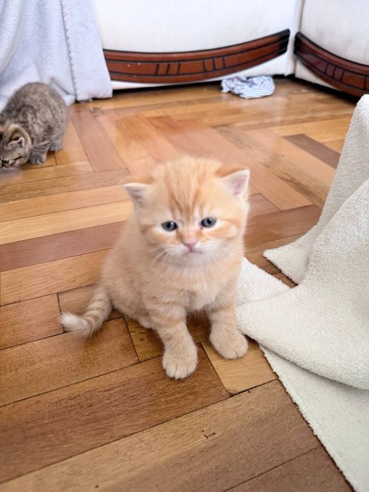 Продаж шотландських кошенят