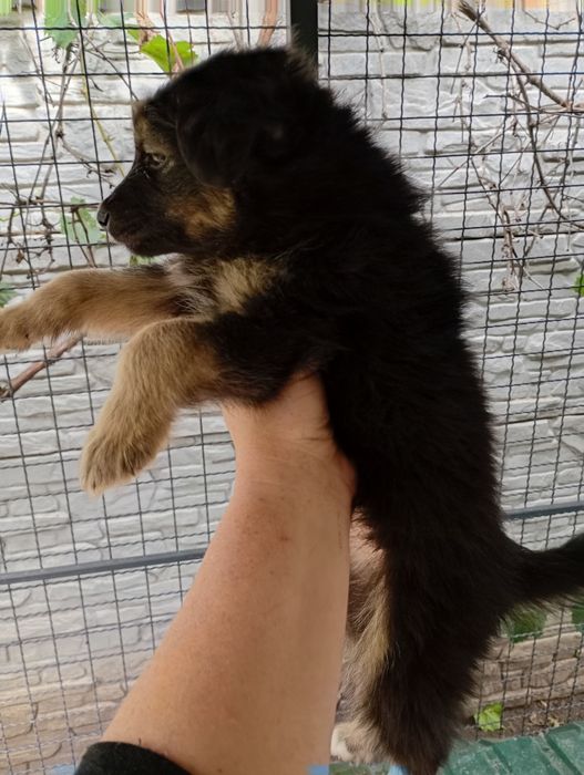 Хлопці медвежата, пухнасті і невеличкі. Від маленької собачки