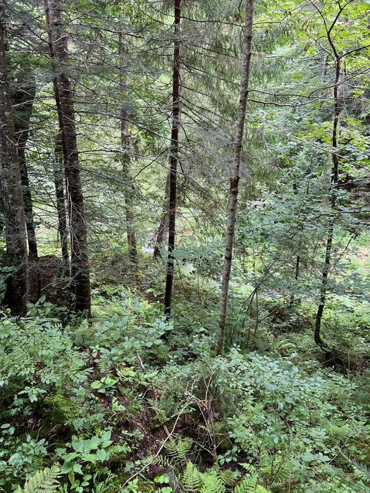 Земля Карпати Микуличин 25 сот біля потічка, будівництво,норм дорога