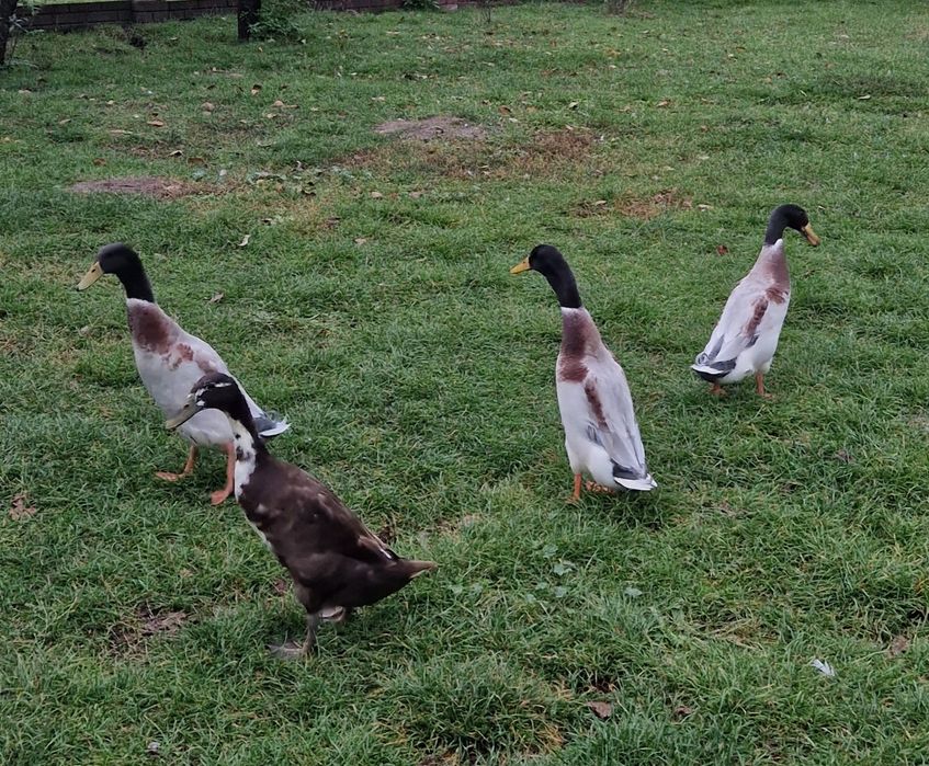 Kaczorek kaczor biegus indyjski