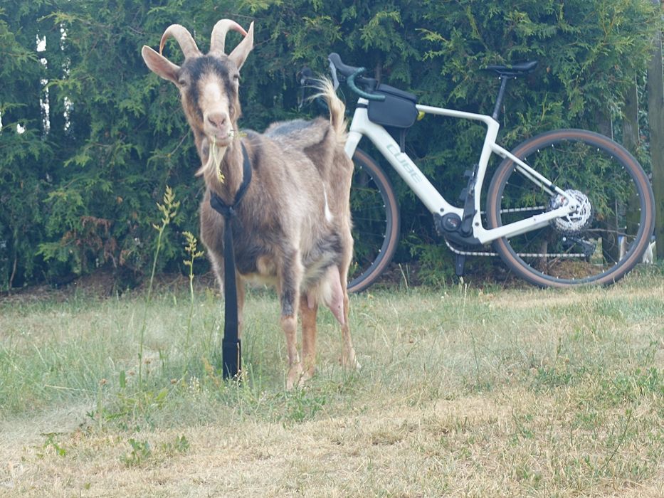 Koza alpejska wysoko  mleczna