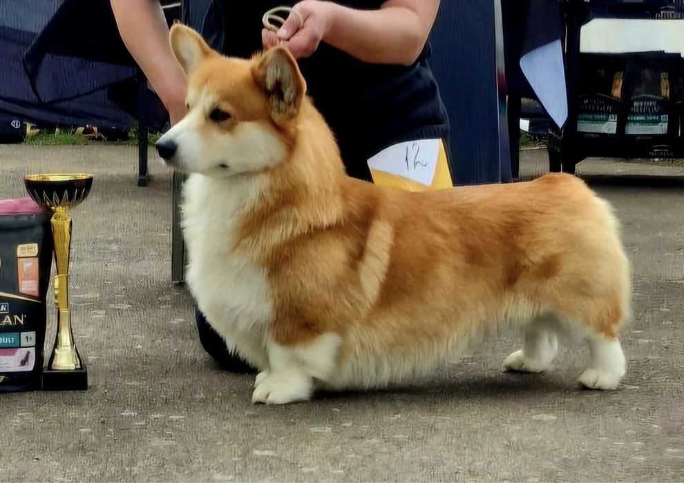 Вельш корги пемброк, девочка