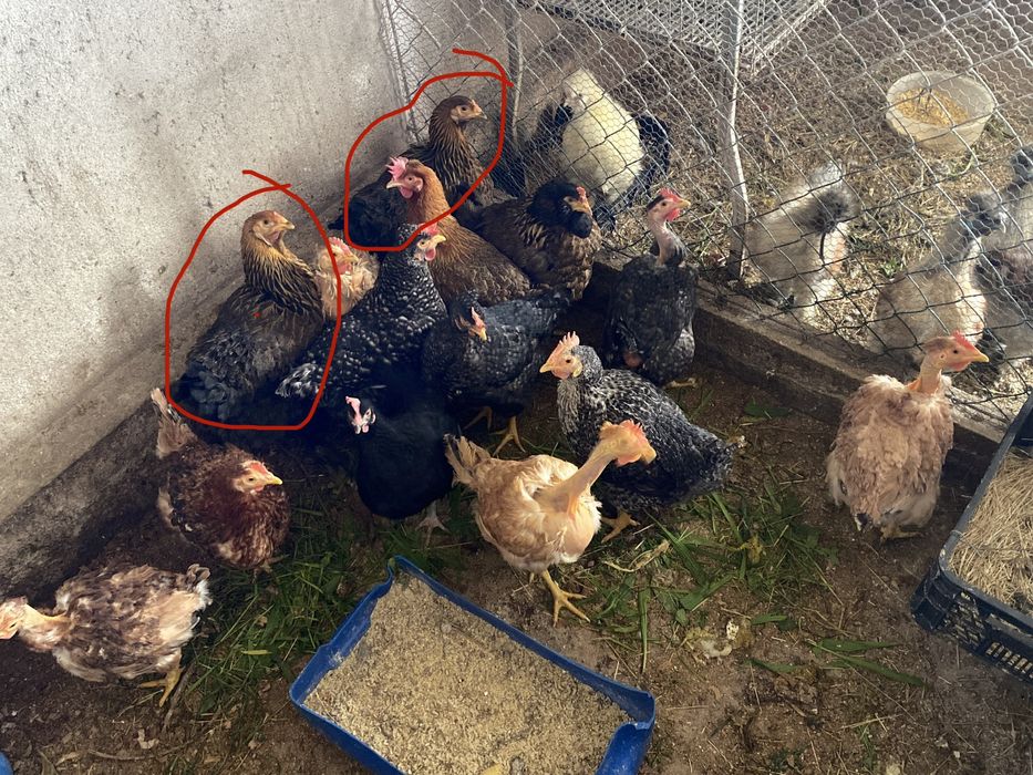 Galinhas para venda com  1 ano e meio
