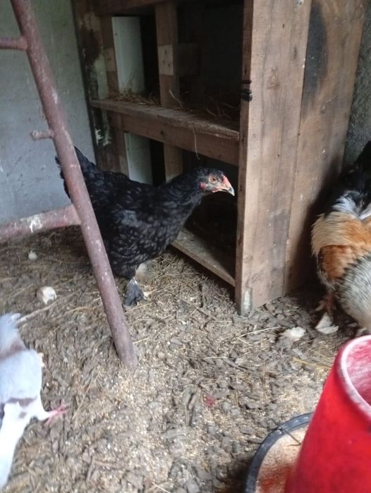 Vendo casal de brahmas