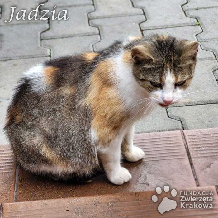 Jadzia trójkolorowa pieszczocha