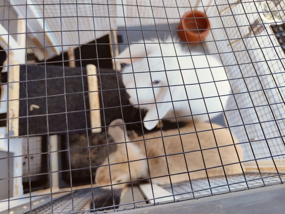 Coelhos belier orelhudos