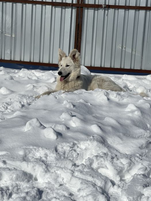 Віддам БШО в добрі руки