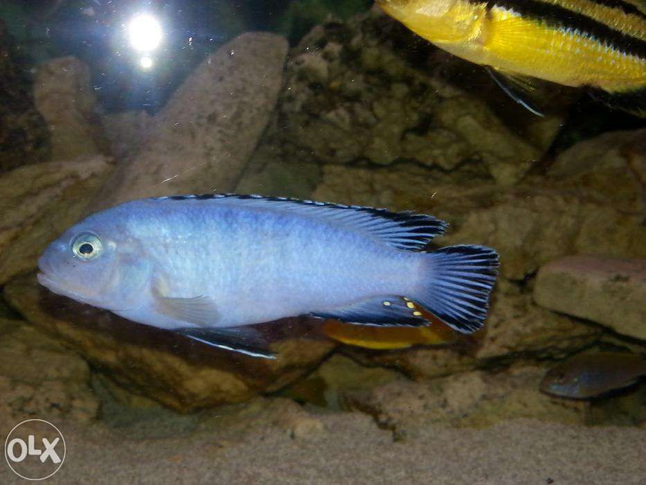 sprzedam rybki pyszczaki Pyszczak niebieski - Pseudotropheus socolofi