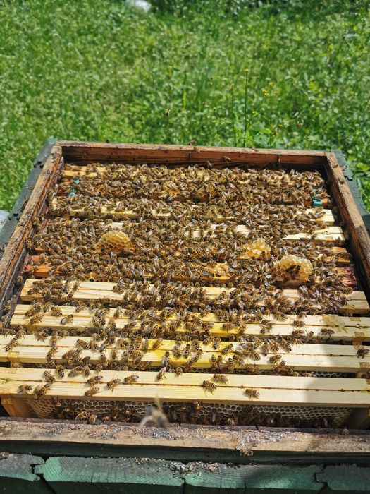 Odkłady pszczele 2026