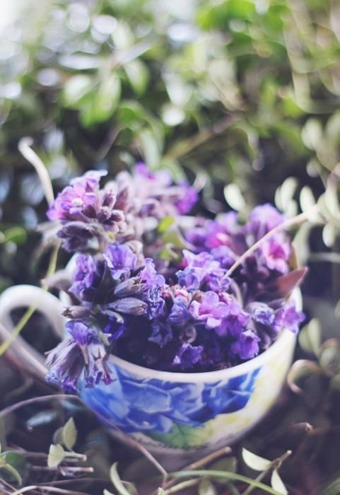 купить фиточай Ужгород чай из хвои сосна шишки мята чабрец зверобой