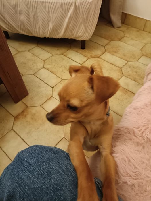 Adoção de animais