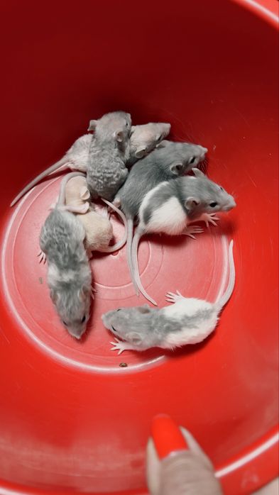 Щурики дамбо-рекс