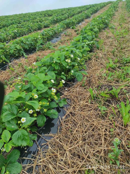 Продам саджанці малини ,полуниці різних сортів