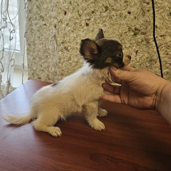 Дівчинка чіхуа хуа довгошерстий повністью вакуинована міні