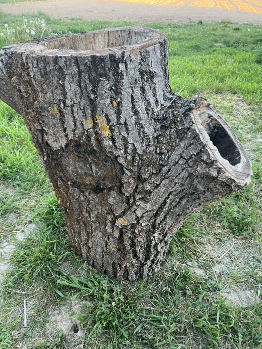 Orzech włoski pień na dekoracje ogodowe