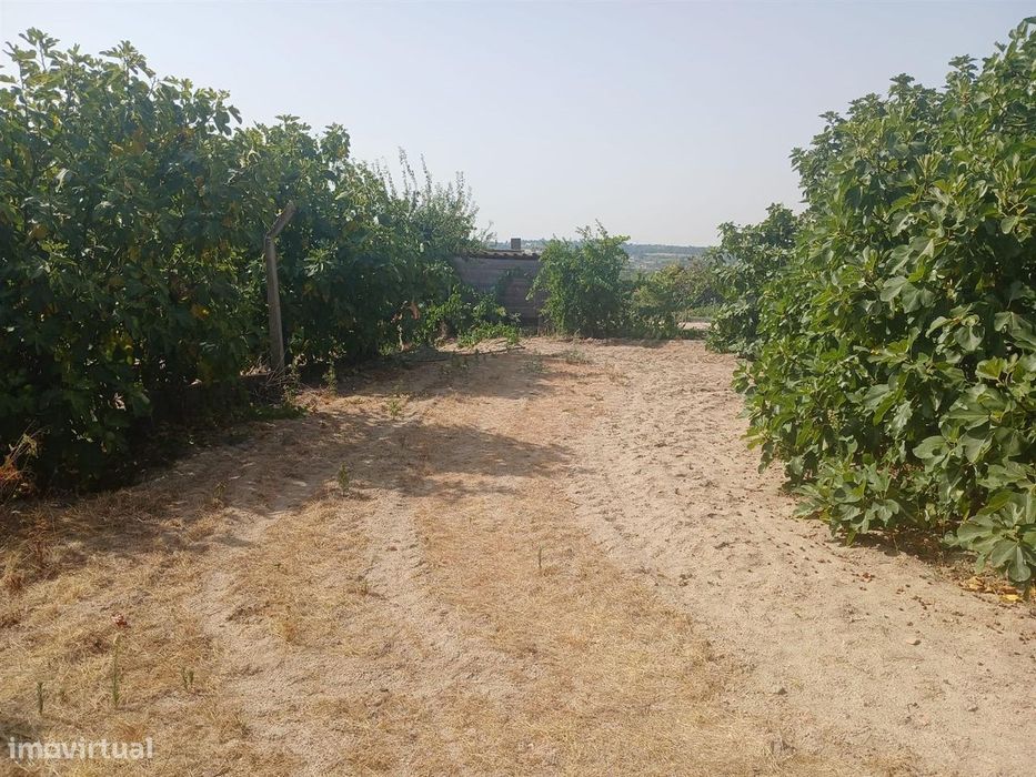 Terreno — Póvoa De Atalaia E Atalaia Do Campo, Castelo Branco